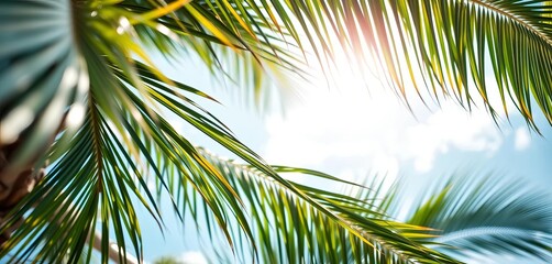 Fronds of a palm tree, swaying gently in the breeze, nature, beach