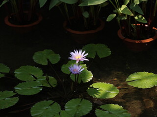 Stunningly Elegant Water Lilies Amidst Vibrant Green Leaves in a Peaceful, Tranquil Setting