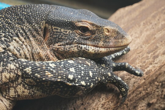 Nile monitor