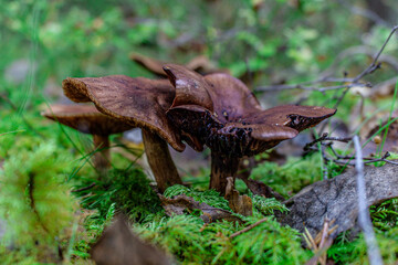 Golden-orange mushrooms grow from a decaying log in a serene forest setting. The textured fungi contrast beautifully against the rough bark, while tall trees in the blurred background add depth..