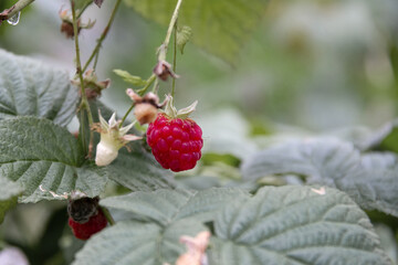 Ripe raspberries hanging on a branch. Against a background of green leaves. Selective focus.