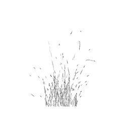 Pampas grass mirrored sketch
