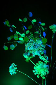 eucalyptus and ammi flowers in blue and greem light iver a black background