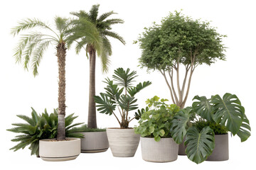 Fototapeta premium Photo of collection of potted tropical plants including palms and monstera, isolated on transparent background