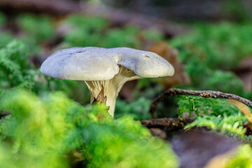 Golden-orange mushrooms grow from a decaying log in a serene forest setting. The textured fungi contrast beautifully against the rough bark, while tall trees in the blurred background add depth..