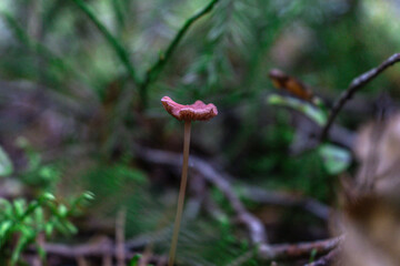 Golden-orange mushrooms grow from a decaying log in a serene forest setting. The textured fungi contrast beautifully against the rough bark, while tall trees in the blurred background add depth..
