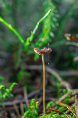 Golden-orange mushrooms grow from a decaying log in a serene forest setting. The textured fungi contrast beautifully against the rough bark, while tall trees in the blurred background add depth..