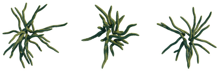 Didierea trollii Tree plan, top view, cutout, transparent background, isolate, Three spiky green seaweeds for marine biology research and design © DH Tree Stock