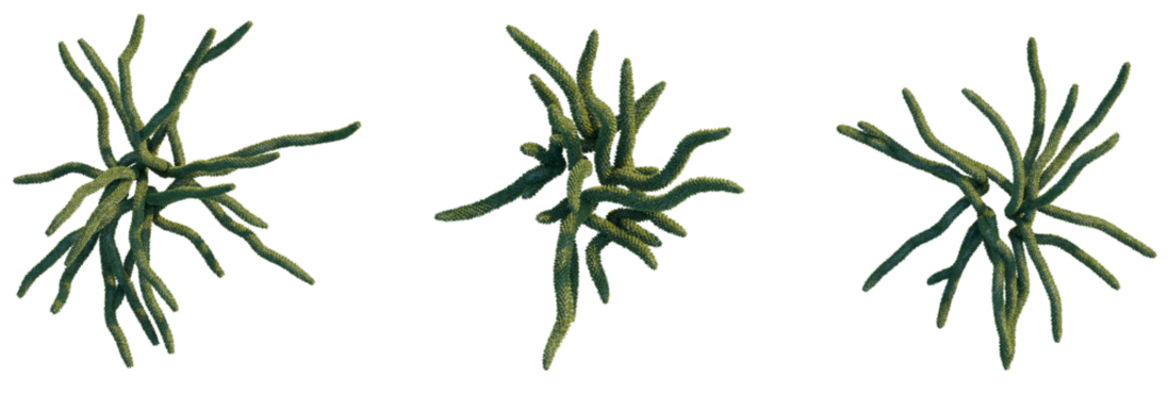 Didierea trollii Tree plan, top view, cutout, transparent background, isolate, Three spiky green seaweeds for marine biology research and design