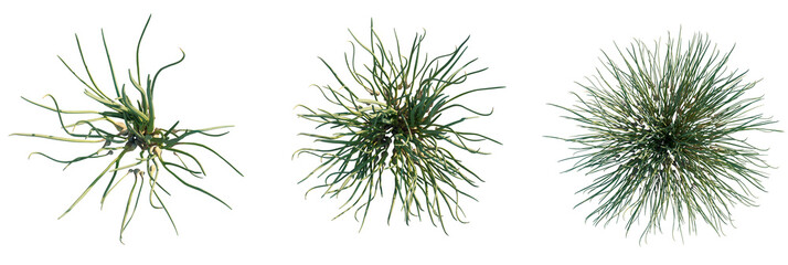 Allium schoenoprasum Tree plan, top view, cutout, transparent background, isolate, Unique desert plants collection adding distinctive character to design © DH Tree Stock