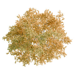 Fraxinus Tree plan, top view, cutout, transparent background, isolate, Golden autumn tree from above for your landscape designs, fall foliage
