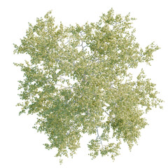 Obraz premium American Sycamore Tree plan, top view, cutout, transparent background, isolate, Overhead view of tree with leaves, perfect for landscaping designs