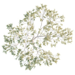 Eucalyptus Tree plan, top view, cutout, transparent background, isolate, Majestic treetop canopy with leafy branches and intricate textures