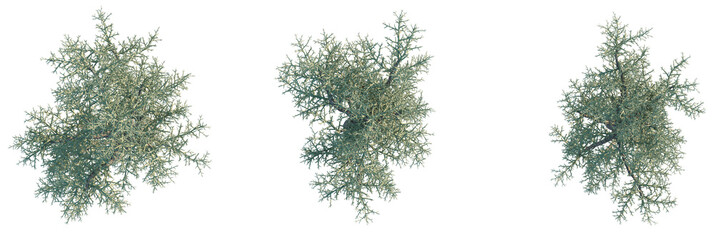 Euphorbia stenoclada Tree plan, top view, cutout, transparent background, isolate, Three graceful...