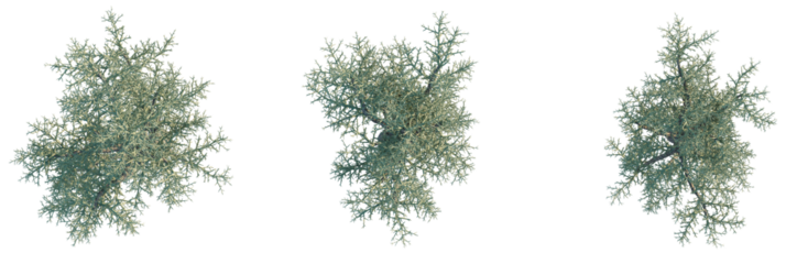 Euphorbia stenoclada Tree plan, top view, cutout, transparent background, isolate, Three graceful silver sagebrush plants ideal for landscape design