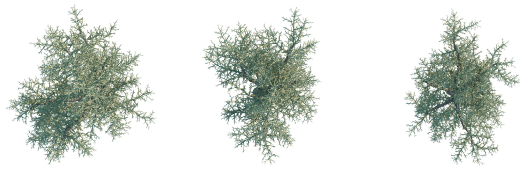 Euphorbia stenoclada Tree plan, top view, cutout, transparent background, isolate, Three graceful silver sagebrush plants ideal for landscape design