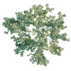 Platanus Tree plan, top view, cutout, transparent background, isolate, Lush green tree canopy...