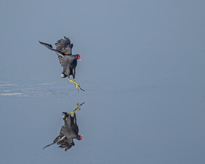 A Eurasian waterhen