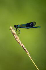 A close up of a banded demoiselle damselfly perched on a grass seed head