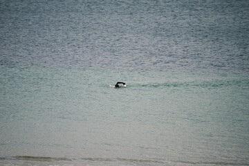 Crawl , nage sportive .