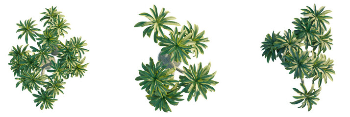 Madagascar palm Tree plan, top view, cutout, transparent background, isolate, Tropical tree canopy, lush green foliage for architectural design