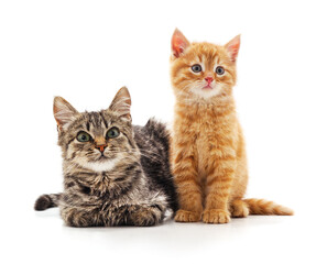 Obraz premium Adult cat and small kitten together on white background.