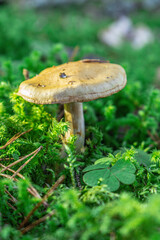 Golden-orange mushrooms grow from a decaying log in a serene forest setting. The textured fungi contrast beautifully against the rough bark, while tall trees in the blurred background add depth..