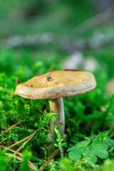 Golden-orange mushrooms grow from a decaying log in a serene forest setting. The textured fungi contrast beautifully against the rough bark, while tall trees in the blurred background add depth..