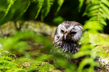 Angry-looking Boreal Owl (Aegolius funereus) hiding in lush green forest foliage, intense gaze...