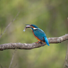 kingfisher