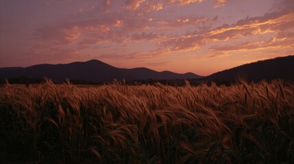 Golden wheat field at sunset with majestic mountains in the background