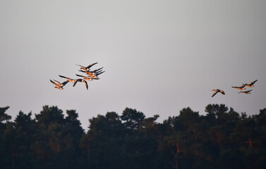 Graugänse fliegen bei Sonnenaufgang 