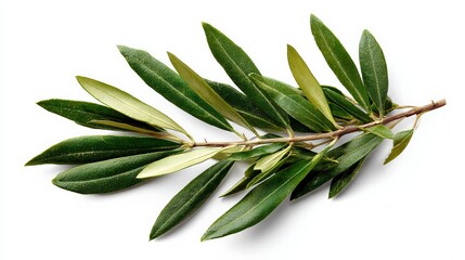 Green olive branch with fresh leaves isolated on white background