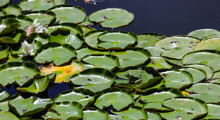 nénuphar