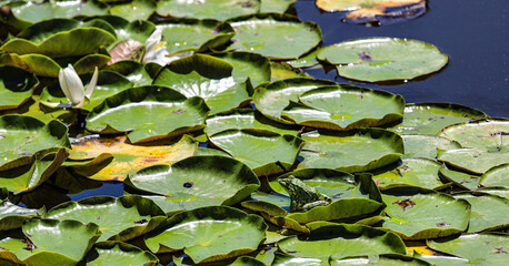 nénuphar