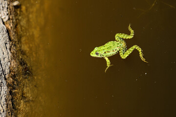 grenouille verte
