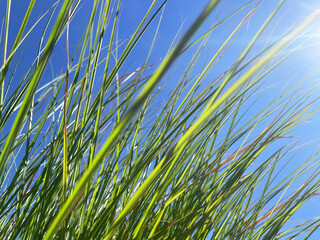 Thin, long green petals of a lush, ornamental herbaceous bush against a clear blue sky and sunbeams in the upper right corner of the photograph. Close-up, viewed from below. Ornamental plant.