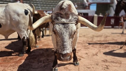Traditional spanish bullfighting arena with bulls during fiesta event