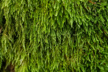 Zbliżenie mchu porastającego pień drzewa w spokojnym lesie. Miękkie światło podkreśla naturalną teksturę i intensywną zieleń mchu, tworząc nastrojowy, wilgotny klimat typowy dla leśnych ekosystemów.