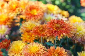 Close up, macro of beautiful orange yellow korean garden chrysanthemum flowers in full autumn bloom, in fall garden, creating bright seasonal floral background, wallpaper