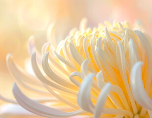 mesmerizing, ultra-realistic macro shot of a vibrant Spider Mum chrysanthemum with brilliant magenta-red petals and a dark center. The long, curling petals radiate outward, creating a spiky, dramatic 