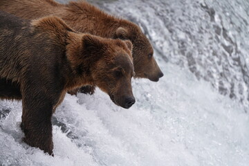 Brown Bear