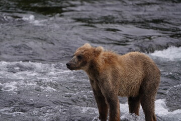 Obraz premium Brown Bear