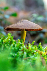 Golden-orange mushrooms grow from a decaying log in a serene forest setting. The textured fungi contrast beautifully against the rough bark, while tall trees in the blurred background add depth..