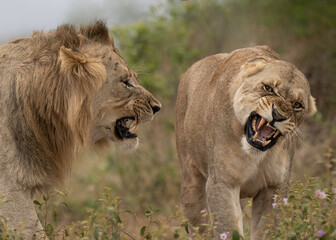 African Lions