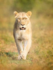 Lioness on the prowl in South Africa 