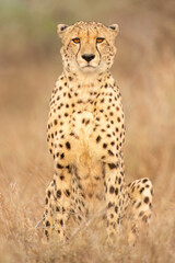 Cheetah (acinonyx jubatus)
