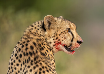 Cheetah (Acinonyx jubatus), portrait with blood on face as it eats kill