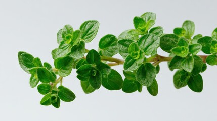 Fresh green oregano leaves on white background ideal for culinary and natural illustrations