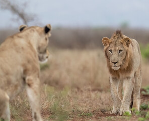 Lion introduction during mating in South Africa 